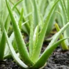 Aloe Vera Live Plant – Indoor Succulent – 4 Inch Potted – Houseplant - Image 1