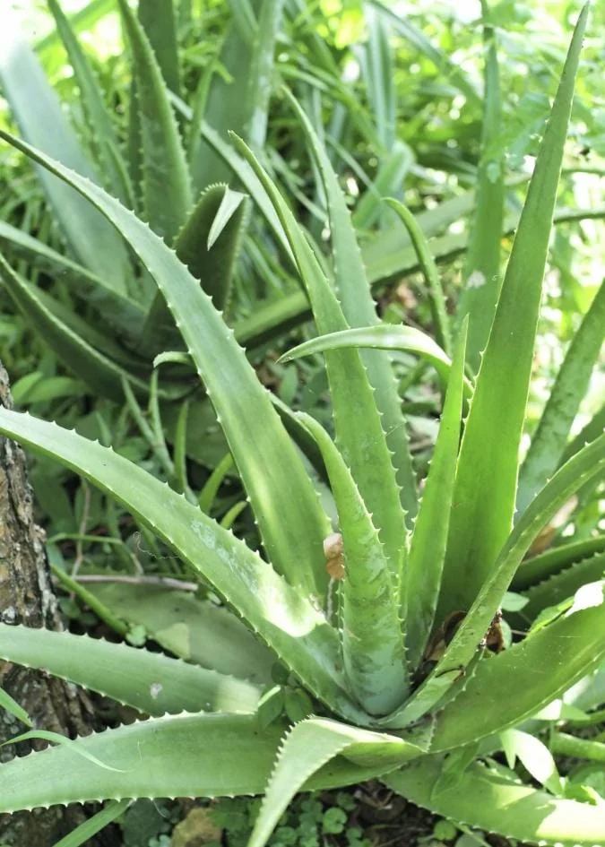 Aloe Vera Live Plant – Indoor Succulent – 4 Inch Potted – Low Maintenance - Image 2
