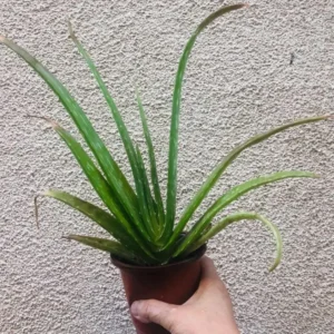 Aloe Vera Live Plant – Indoor Succulent – 4 Inch Potted – Houseplant - Image 2