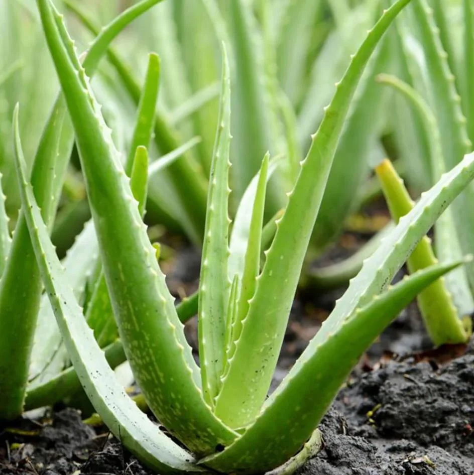 Aloe Vera Live Plant – Indoor Succulent – 4 Inch Potted – Low Maintenance - Image 4