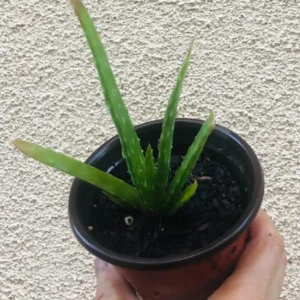 Aloe Vera Live Plant – Indoor Succulent – 4 Inch Potted – Low Maintenance - Image 5