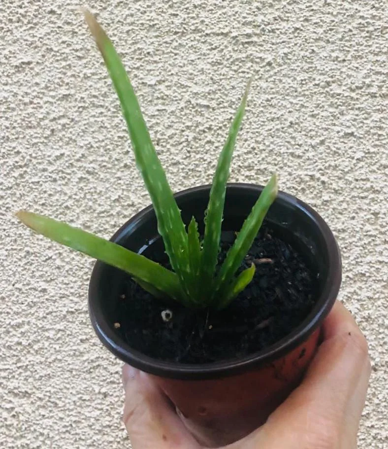Aloe Vera Live Plant – Indoor Succulent – 4 Inch Potted – Low Maintenance - Image 5