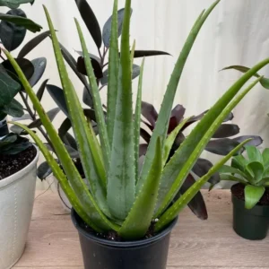 Aloe Vera Live Plant – Indoor Succulent – 4 Inch Potted – Low Maintenance - Image 6