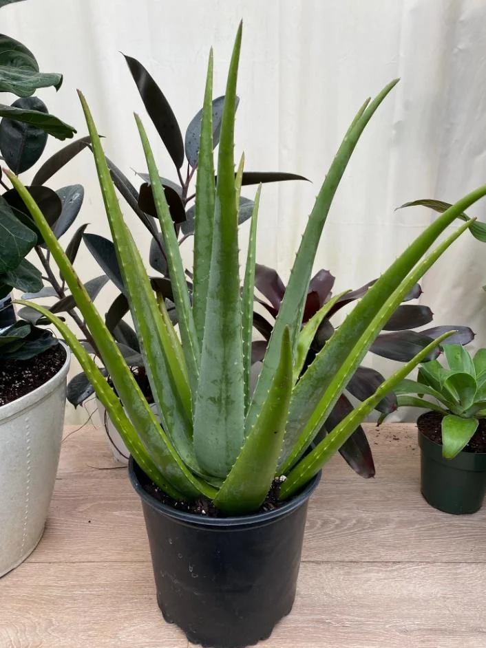 Aloe Vera Live Plant – Indoor Succulent – 4 Inch Potted – Low Maintenance - Image 6