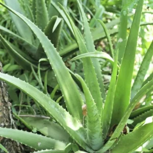 Aloe Vera Live Plant – Indoor Succulent – 4 Inch Potted – Houseplant - Image 6