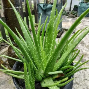 Aloe Vera Live Plant – Indoor Succulent – 4 Inch Potted – Low Maintenance - Image 7