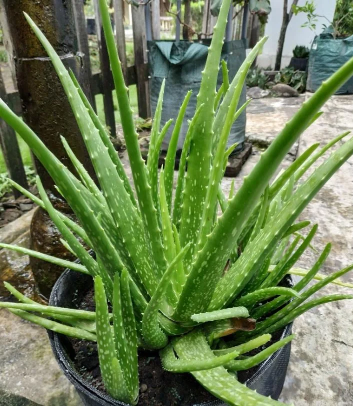 Aloe Vera Live Plant – Indoor Succulent – 4 Inch Potted – Low Maintenance - Image 7