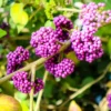 American Beautyberry Plant – Live plant – Hardy ornamental shrub – Outdoor - Image 1