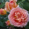Apricot-Light Pink Rose Flower Plant – Live plant – 4 to 6 Inch Tall – Outdoor - Image 1