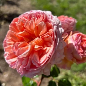 Apricot-Light Pink Rose Flower Plant – Live plant – 4 to 6 Inch Tall – Outdoor - Image 3