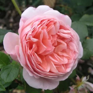Apricot-Light Pink Rose Flower Plant – Live plant – 4 to 6 Inch Tall – Outdoor - Image 5