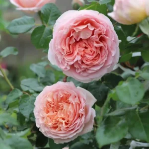 Apricot-Light Pink Rose Flower Plant – Live plant – 4 to 6 Inch Tall – Outdoor - Image 6