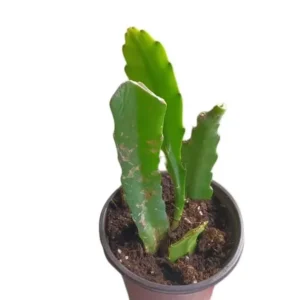 Salmon Epiphyllum Orchid Cactus – Live plant – 6-8 inches tall – 4 inch pot - Image 7