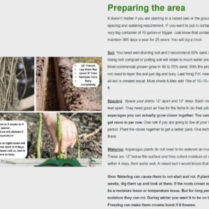 Asparagus Plants – Jersey Knight – Bare Root – 25 Crowns – Outdoor - Image 5