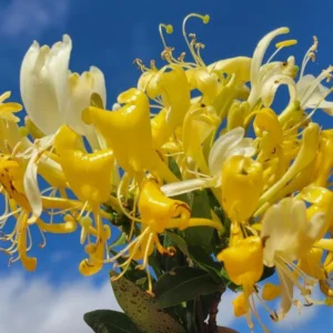 White Yellow Honeysuckle Plant Live Vine - Fragrant Climbing Perennial, 5-9 Inches