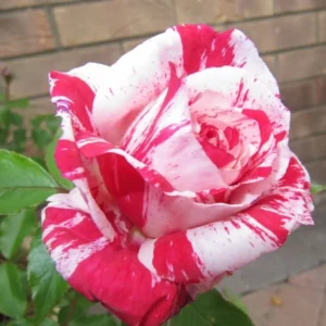 Scentimental Stripe Rose Plant – Live plant – 4-6 inches tall – Indoor/Outdoor - Image 2