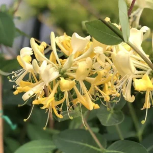White Yellow Honeysuckle Plant Live Vine - Fragrant Climbing Perennial, 5-9 Inches