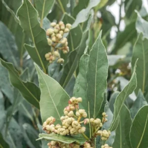 Bay Leaf Live Plant – Sweet Bay Laurel – Live plant – 8-10 inches – Indoor/Outdoor - Image 2