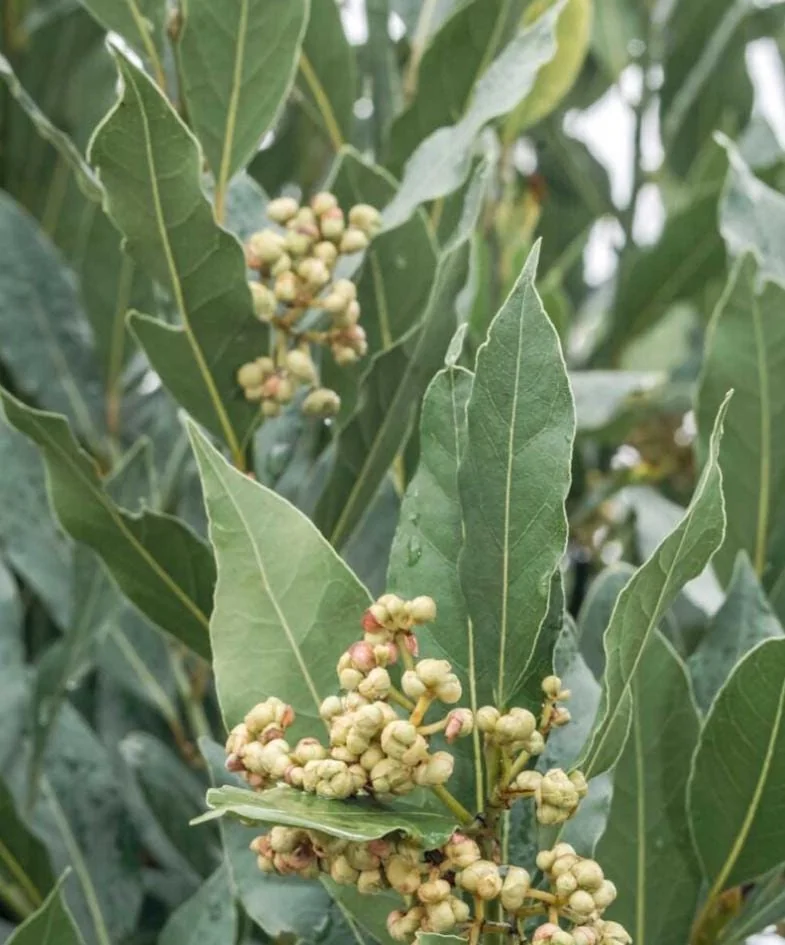 Bay Leaf Live Plant – Sweet Bay Laurel – Live plant – 8-10 inches – Indoor/Outdoor - Image 2