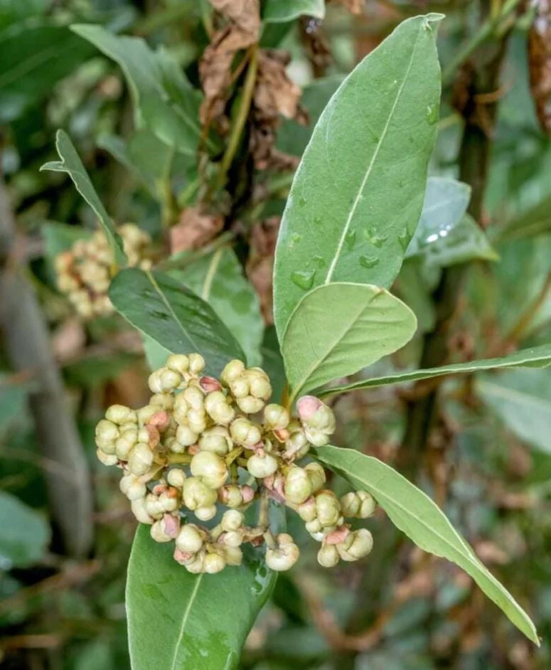 Bay Leaf Live Plant – Sweet Bay Laurel – Live plant – 8-10 inches – Indoor/Outdoor - Image 4