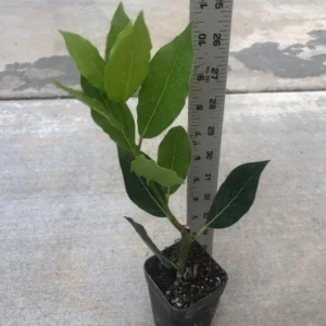 Bay Leaf Live Plant – Sweet Bay Laurel – Live plant – 8-10 inches – Indoor/Outdoor - Image 6