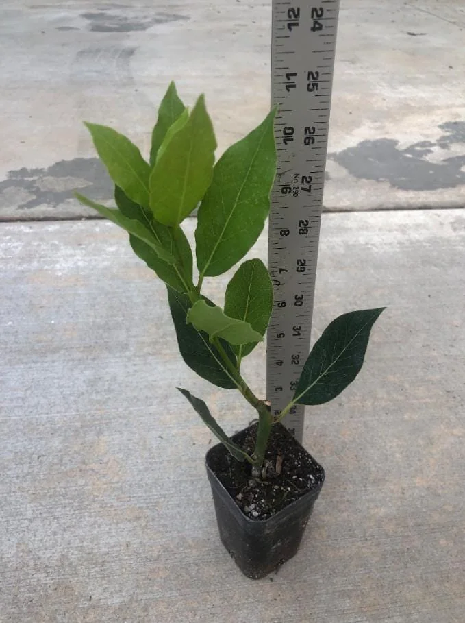 Bay Leaf Live Plant – Sweet Bay Laurel – Live plant – 8-10 inches – Indoor/Outdoor - Image 6