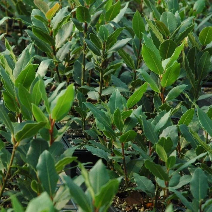 Bay Leaf Live Plant – Sweet Bay Laurel – Live plant – 8-10 inches – Indoor/Outdoor - Image 7