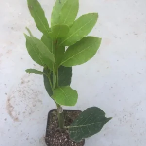 Bay Leaf Live Plant – Sweet Bay Laurel – Live plant – 8-10 inches – Indoor/Outdoor - Image 8
