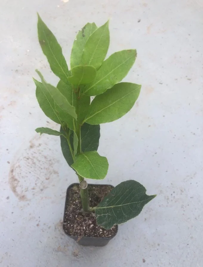 Bay Leaf Live Plant – Sweet Bay Laurel – Live plant – 8-10 inches – Indoor/Outdoor - Image 8