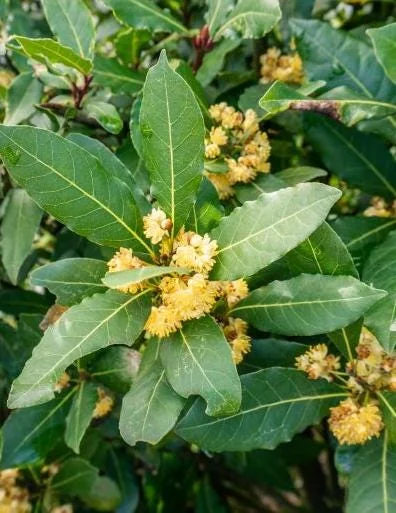 Bay Leaf Live Plant – Sweet Bay Laurel – Live plant – 8-10 inches – Indoor/Outdoor - Image 1