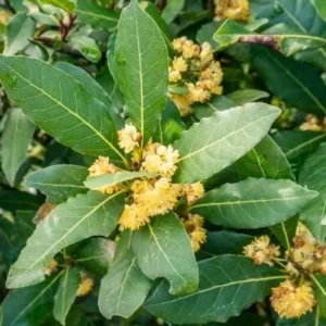 Bay Leaf Tree – Laurus Nobilis – Live Plant – 8-10 Inches – Indoor/Outdoor - Image 10