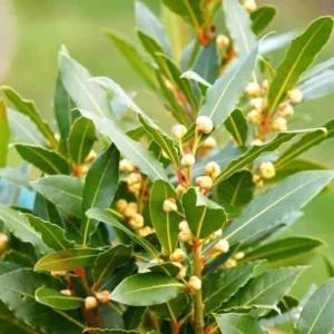 Bay Leaf Tree – Laurus Nobilis – Live Plant – 8-10 Inches – Indoor/Outdoor - Image 8