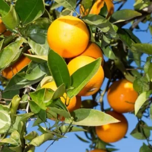Valencia Orange Plant Live, Orange Tree, Sweet Citrus Tree, 4-5 Feet Tall in 5 Gallon Pot for Growing, No Ship to CA