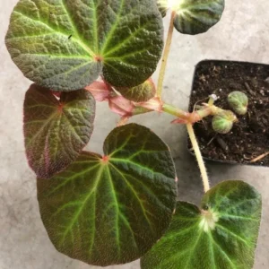 Begonia Manaus live plant – Ornamental foliage – 4-6 inches – 3 inch pot – Indoor - Image 2