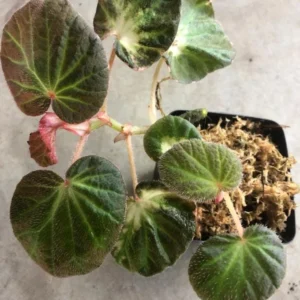 Begonia Manaus live plant – Ornamental foliage – 4-6 inches – 3 inch pot – Indoor - Image 3