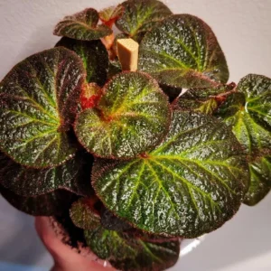 Begonia Manaus live plant – Ornamental foliage – 4-6 inches – 3 inch pot – Indoor - Image 1