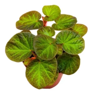 Begonia Manaus live plant – Ornamental foliage – 4-6 inches – 3 inch pot – Indoor - Image 5