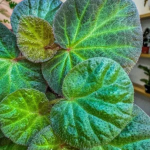 Begonia Manaus live plant – Ornamental foliage – 4-6 inches – 3 inch pot – Indoor - Image 7
