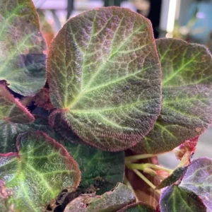 Begonia Manaus – Tropical Foliage Live Plant – 4-6 inches – 3 Inch Pot – Indoor - Image 5