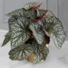 Begonia Rex Betsy – Live plant – 2-5 inches tall – 2-inch pot – Indoor - Image 1