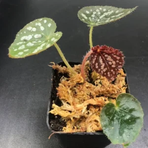 Begonia Rex Betsy – Live plant – 2-5 inches tall – 2-inch pot – Indoor - Image 2