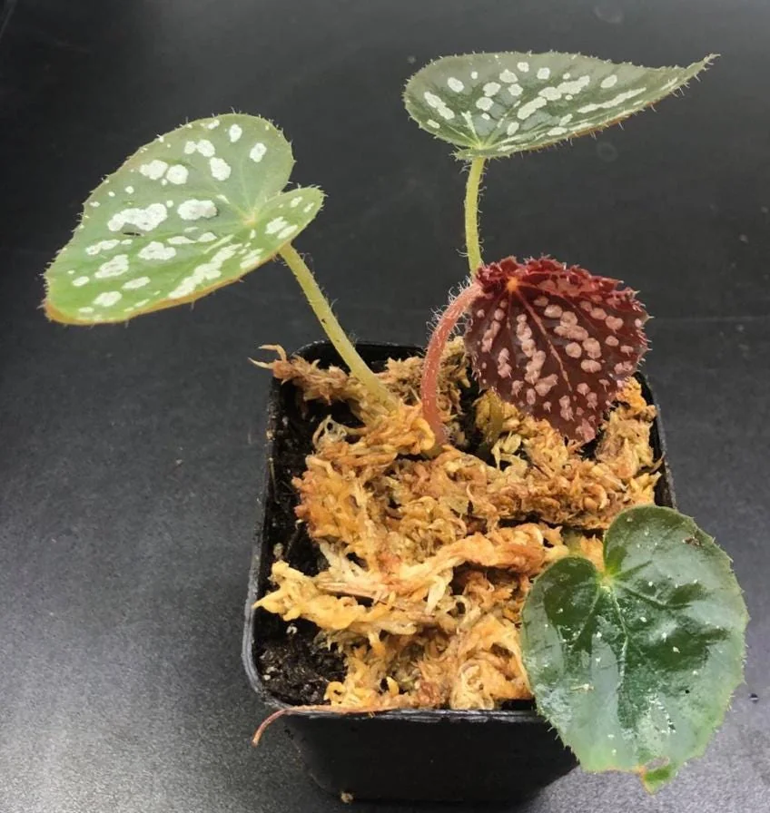 Begonia Rex Betsy – Live plant – 2-5 inches tall – 2-inch pot – Indoor - Image 2