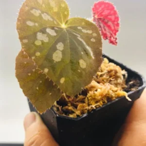 Begonia Rex Betsy – Live plant – 2-5 inches tall – 2-inch pot – Indoor - Image 3