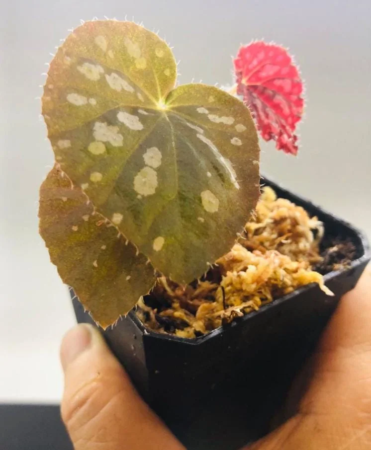 Begonia Rex Betsy – Live plant – 2-5 inches tall – 2-inch pot – Indoor - Image 3