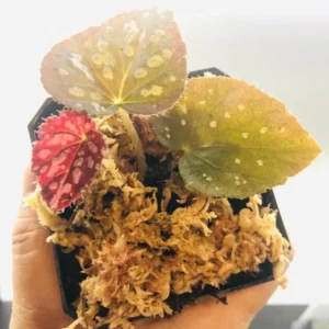 Begonia Rex Betsy – Live plant – 2-5 inches tall – 2-inch pot – Indoor - Image 4