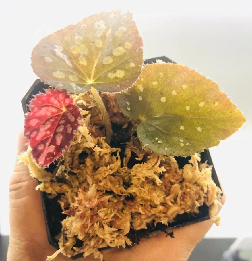 Begonia Rex Betsy – Live plant – 2-5 inches tall – 2-inch pot – Indoor - Image 4