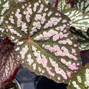 Begonia Rex Betsy – Live plant – 2-5 inches tall – 2-inch pot – Indoor - Image 5