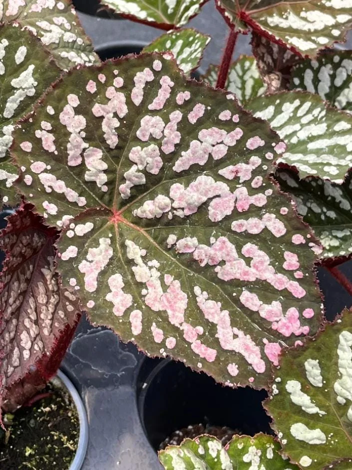 Begonia Rex Betsy – Live plant – 2-5 inches tall – 2-inch pot – Indoor - Image 5