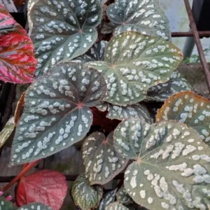 Begonia Rex Betsy – Live plant – 2-5 inches tall – 2-inch pot – Indoor - Image 6