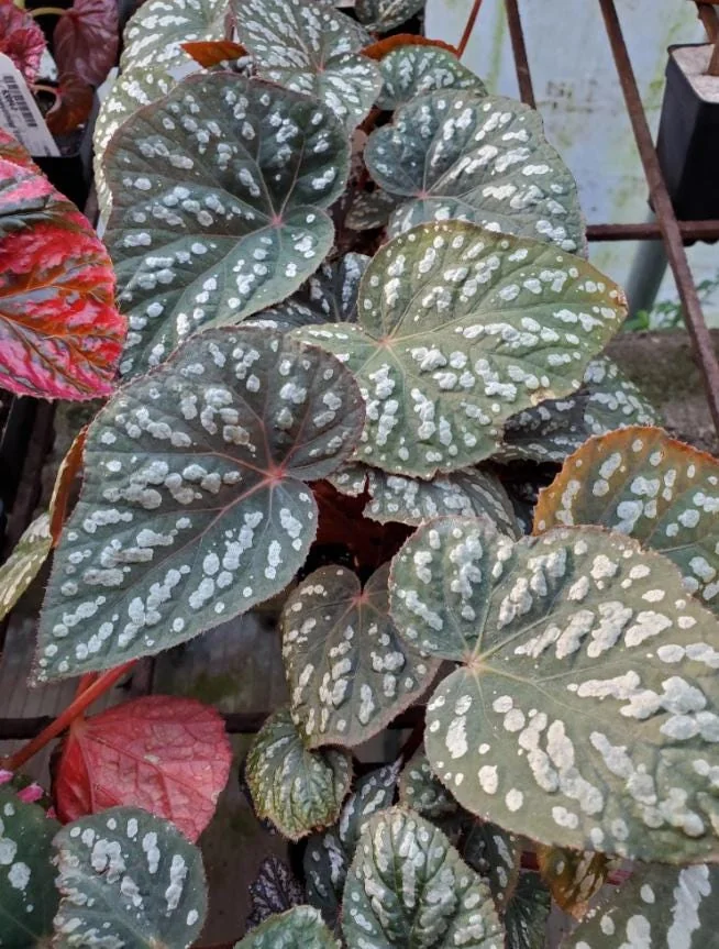 Begonia Rex Betsy – Live plant – 2-5 inches tall – 2-inch pot – Indoor - Image 6